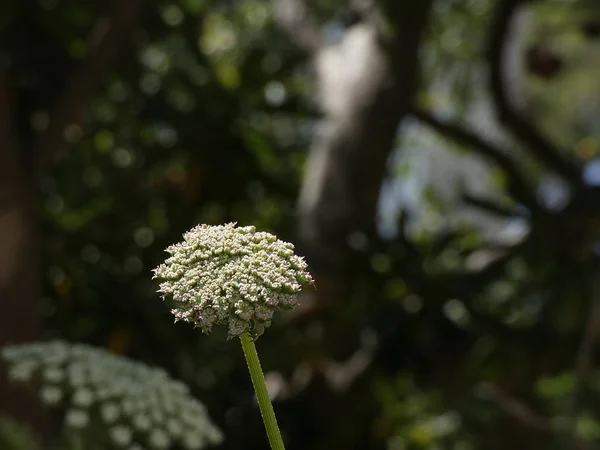 Fleurs Sauvages Sur Bord Une Route Sur Costa Brava Approche — Photo