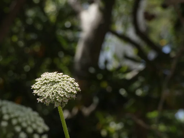 Flores Silvestres Lado Uma Estrada Costa Brava Insetos Aproximam Para — Fotografia de Stock