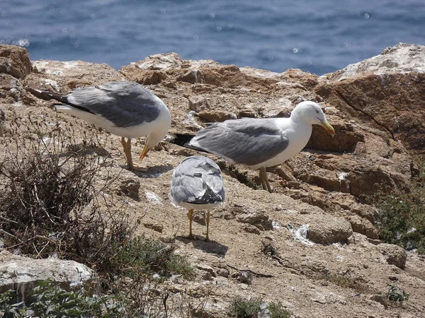 Mouette Détendue Sur Une Falaise Avec Fond Mer Méditerranée Bleue — Photo