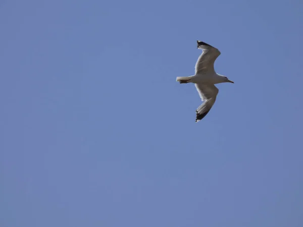 Gaviota Volando Bajo Cielo Azul Del Mediterráneo Observando Nido Del —  Fotos de Stock