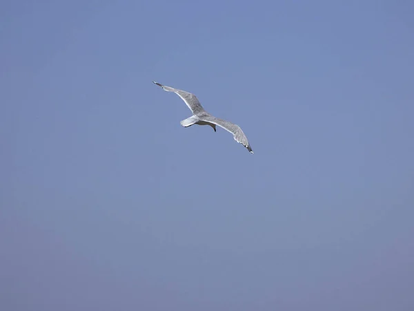 Gaivota Voando Sob Céu Azul Mediterrâneo Observando Ninho Penhasco Procurando — Fotografia de Stock