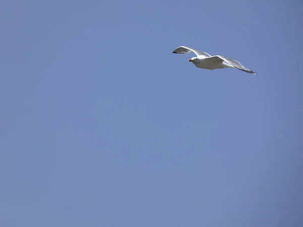 Gabbiano Che Vola Sotto Cielo Blu Del Mediterraneo Guardando Nido — Foto Stock