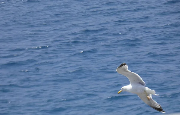 地中海の青空の下を飛ぶカモメ 崖の巣を見て 可能な敵や捕食者を探しています そよ風で遊び 空気の流を利用する — ストック写真