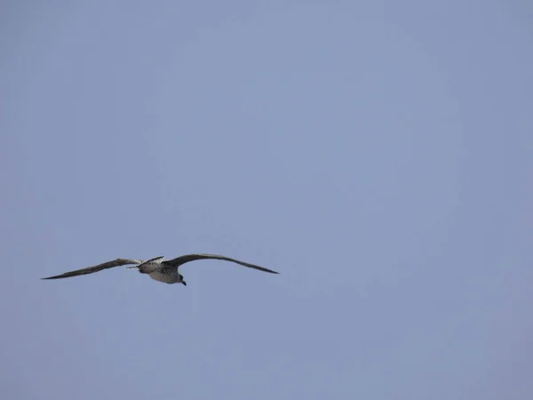 Gaviota Volando Bajo Cielo Azul Del Mediterráneo Observando Nido Del —  Fotos de Stock