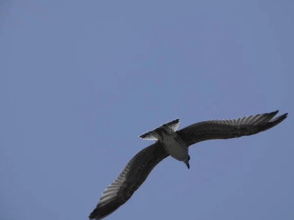 Gaviota Volando Bajo Cielo Azul Del Mediterráneo Observando Nido Del —  Fotos de Stock