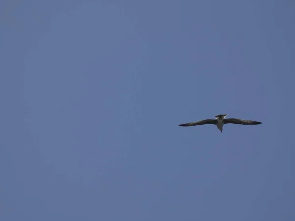 Möwe Fliegt Unter Dem Blauen Himmel Des Mittelmeeres Beobachtet Das — Stockfoto