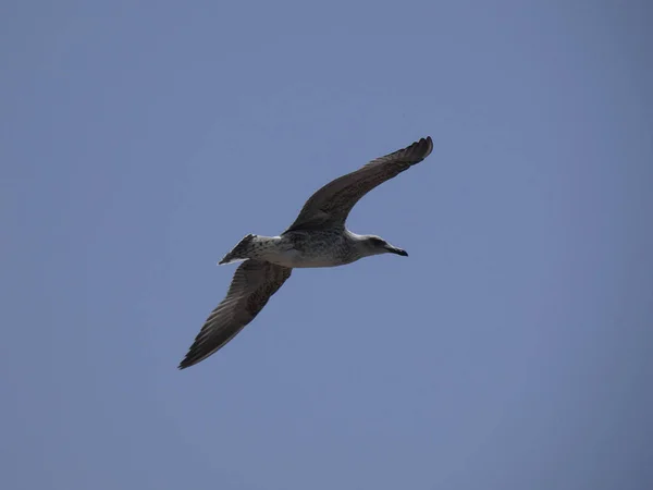 Gaviota Volando Bajo Cielo Azul Del Mediterráneo Observando Nido Del —  Fotos de Stock