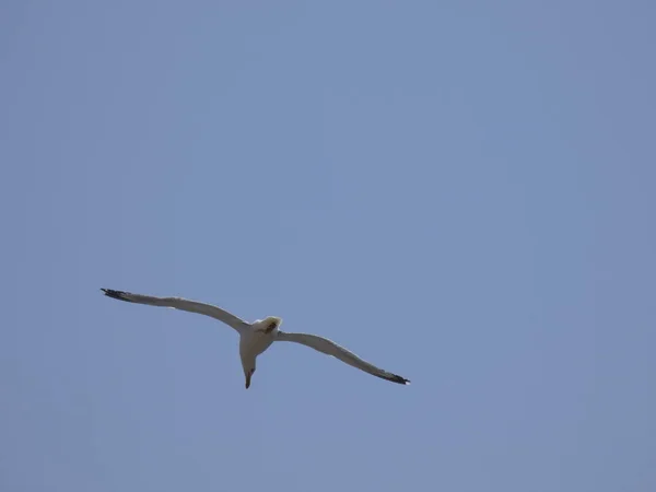 Gaivota Voando Sob Céu Azul Mediterrâneo Observando Ninho Penhasco Procurando — Fotografia de Stock