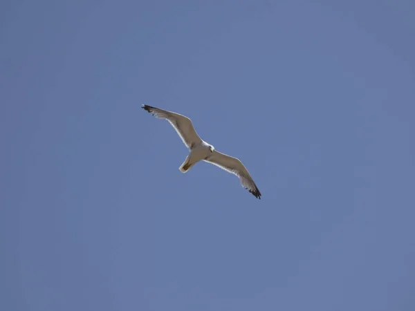 Akdeniz Mavi Gökyüzünün Altında Uçan Martı Uçurum Yuvasını Izlemek Olası — Stok fotoğraf