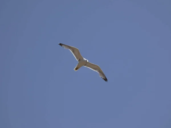 Gaivota Voando Sob Céu Azul Mediterrâneo Observando Ninho Penhasco Procurando — Fotografia de Stock