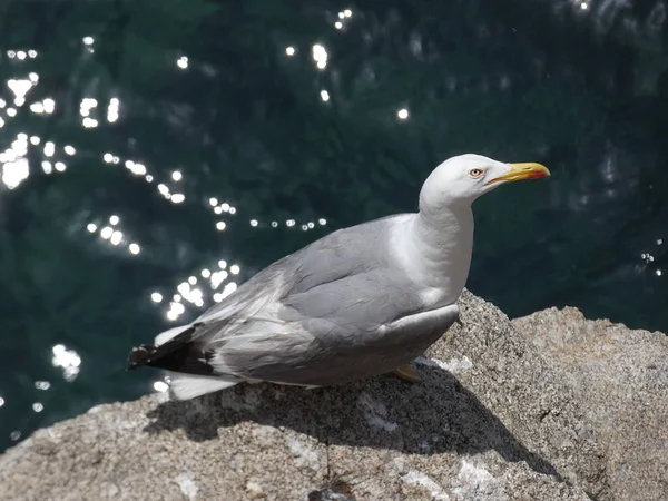 Relaxed seagull on a cliff with the background of blue mediterranean sea. Seagulls fly and plan very well.