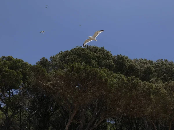 Gaviota Volando Bajo Cielo Azul Del Mediterráneo Observando Nido Del — Foto de Stock