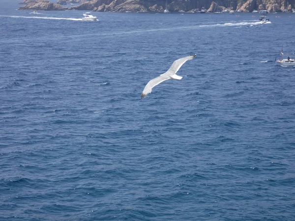 Seagull Flying Blue Sky Mediterranean Watching Cliff Nest Looking Possible — Stock Photo, Image