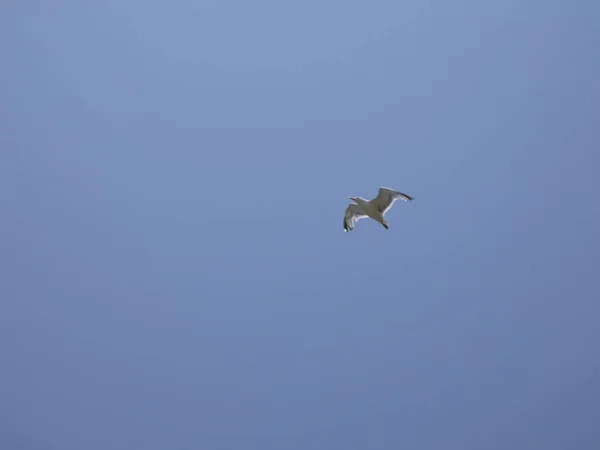 Möwe Fliegt Unter Dem Blauen Himmel Des Mittelmeeres Beobachtet Das — Stockfoto