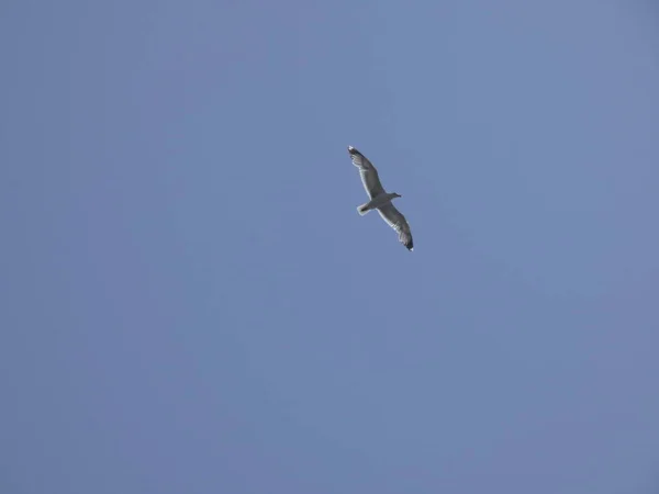 Gaivota Voando Sob Céu Azul Mediterrâneo Observando Ninho Penhasco Procurando — Fotografia de Stock