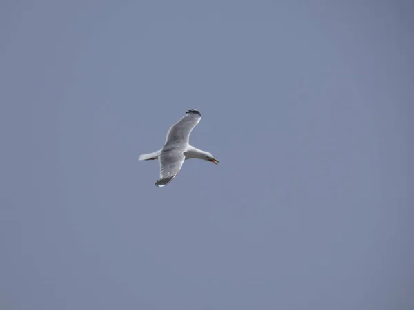 Seagull Pływające Pod Błękitne Niebo Morza Śródziemnego Oglądając Gniazdo Urwiska — Zdjęcie stockowe