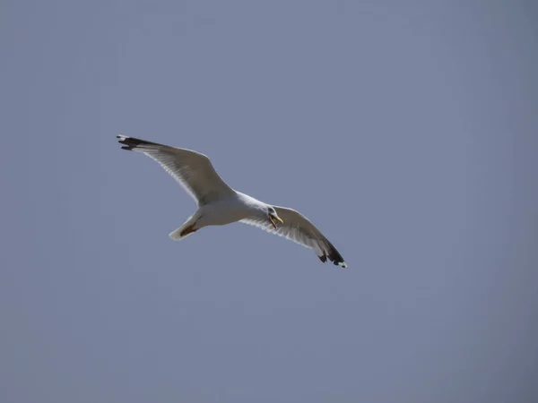 Gaivota Voando Sob Céu Azul Mediterrâneo Observando Ninho Penhasco Procurando — Fotografia de Stock