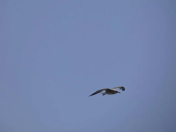 Gaviota Volando Bajo Cielo Azul Del Mediterráneo Observando Nido Del —  Fotos de Stock