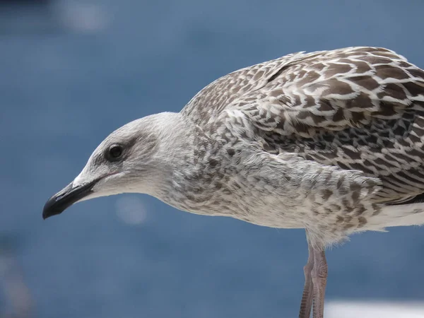 Jeune Mouette Poussin Les Jeunes Mouettes Ont Des Becs Noirs — Photo