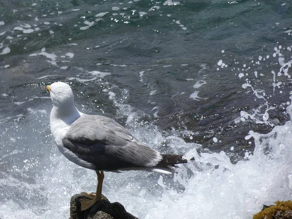 Gaivota Relaxada Penhasco Com Fundo Mar Mediterrâneo Azul Gaivotas Voam — Fotografia de Stock