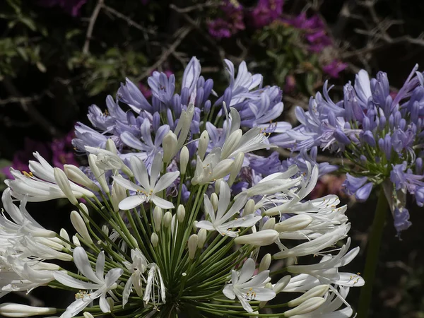 Fiori Selvatici Sul Lato Una Strada Sulla Costa Brava Approccio — Foto Stock