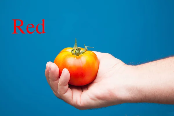 Pomidor Który Przybył Ogrodu Świeżo Pobrane Ogrodu Rynek Zdrowe Smaczne — Zdjęcie stockowe