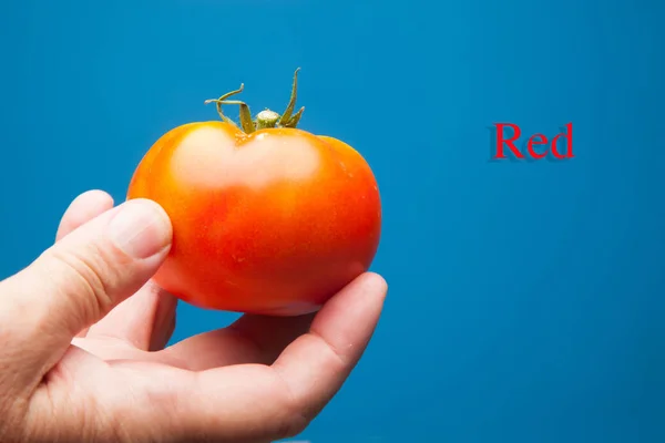 Tomato Has Arrived Garden Freshly Picked Garden Market Healthy Tasty — Stock Photo, Image