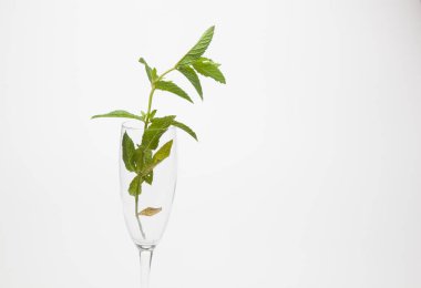 Nane lezzet ile çok aromatik bir bitkidir, bu soğutmak ve Mojito gibi yemekler ve içecekler süslemek için mutfakta kullanılır