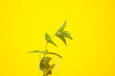 Nane lezzet ile çok aromatik bir bitkidir, bu soğutmak ve Mojito gibi yemekler ve içecekler süslemek için mutfakta kullanılır