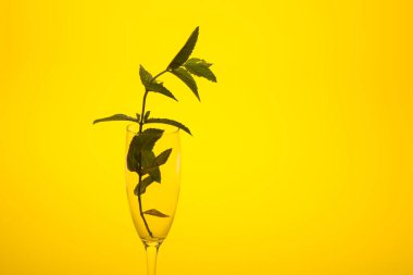 Nane lezzet ile çok aromatik bir bitkidir, bu soğutmak ve Mojito gibi yemekler ve içecekler süslemek için mutfakta kullanılır