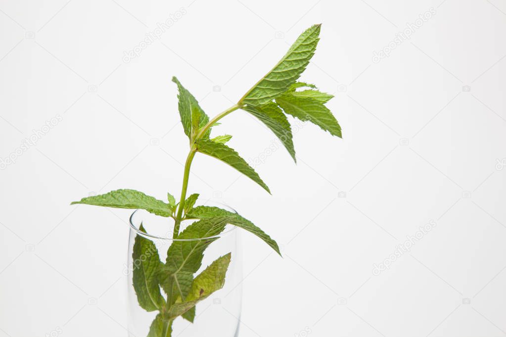 Peppermint is a very aromatic herb with flavor, it is used in the kitchen to refrigate and decorate dishes and drinks such as Mojito