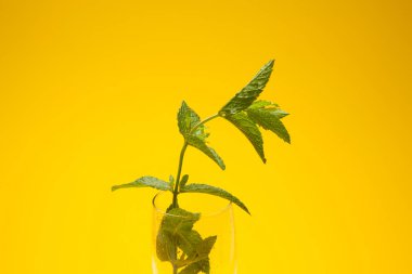 Nane lezzet ile çok aromatik bir bitkidir, bu soğutmak ve Mojito gibi yemekler ve içecekler süslemek için mutfakta kullanılır