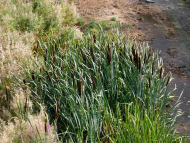 Najerilla Nehri, Camino de Santiago 'nun Fransız yolundan geçen bir hacı şehri olan Njera şehrinden geçiyor..