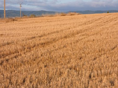 Özellikle yazın Navarra bölgesinden gelen Campos de Espaa, gelecek sezon için hazırlanan tarlayı aldı.