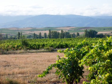 Hasattan önce asma tarlaları. Suşların yeşil yapraklarıyla dolu tarlalar. Şarap yapmak için seçilmeden önce üzüm dolu suşlar