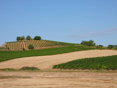 Hasattan önce asma tarlaları. Suşların yeşil yapraklarıyla dolu tarlalar. Şarap yapmak için seçilmeden önce üzüm dolu suşlar