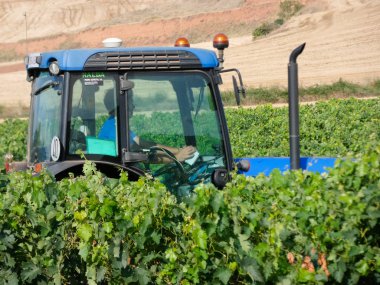 Hasattan önce asma tarlaları. Suşların yeşil yapraklarıyla dolu tarlalar. Şarap yapmak için seçilmeden önce üzüm dolu suşlar