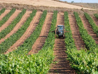 Hasattan önce asma tarlaları. Suşların yeşil yapraklarıyla dolu tarlalar. Şarap yapmak için seçilmeden önce üzüm dolu suşlar