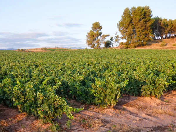 Campos Vid Antes Cosecha Campos Llenos Hojas Verdes Las Cepas — Foto de Stock