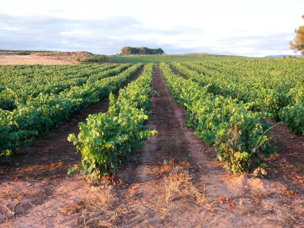 Vine Velden Voor Het Oogsten Velden Vol Groene Bladeren Van — Stockfoto