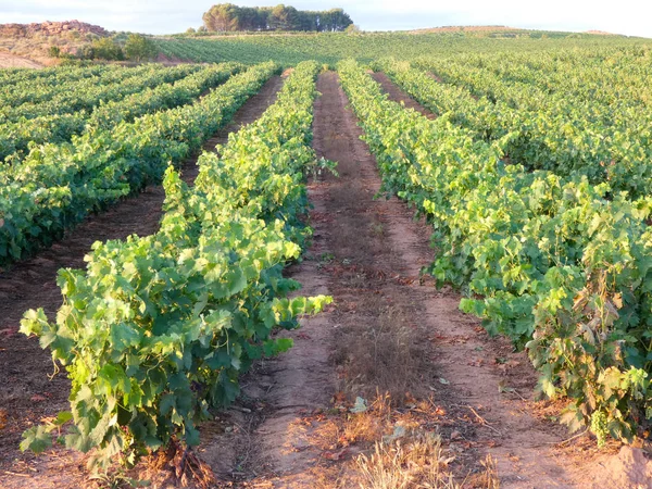 Vine Velden Voor Het Oogsten Velden Vol Groene Bladeren Van — Stockfoto