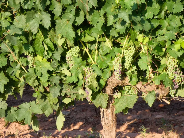 Viñedos Antes Vendimia Uva Uva Aún Por Madurar Para Ser —  Fotos de Stock