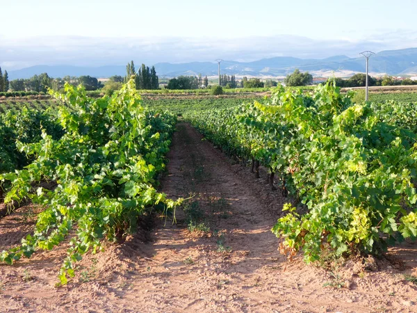 Weinfelder Vor Der Ernte Felder Voller Grüner Blätter Der Stämme — Stockfoto