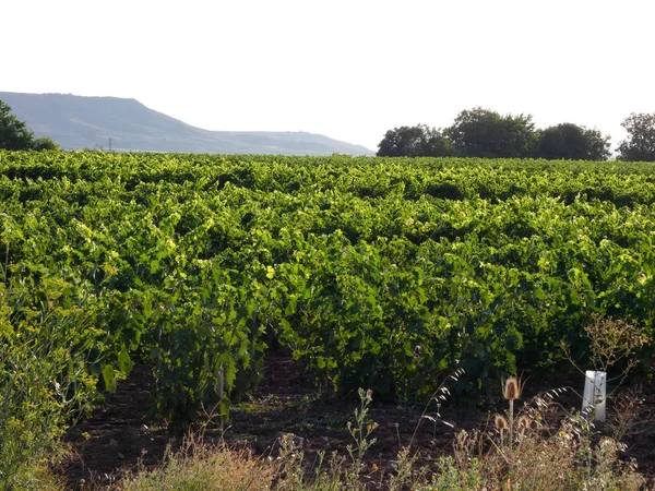 Vine fields before harvesting. Fields full of green leaves of the strains. Grape-filled strains before being picked to make wine
