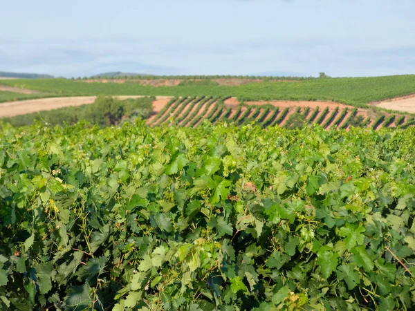 収穫前のブドウ畑 株の緑の葉の完全なフィールド ワインを作るために選ばれる前にブドウで満たされた株 — ストック写真