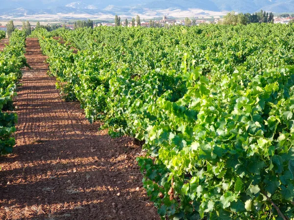 収穫前のブドウ畑 株の緑の葉の完全なフィールド ワインを作るために選ばれる前にブドウで満たされた株 — ストック写真