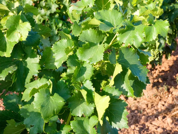 Vinhas Antes Vindima Uva Uva Ainda Amadurecer Para Ser Colhida — Fotografia de Stock