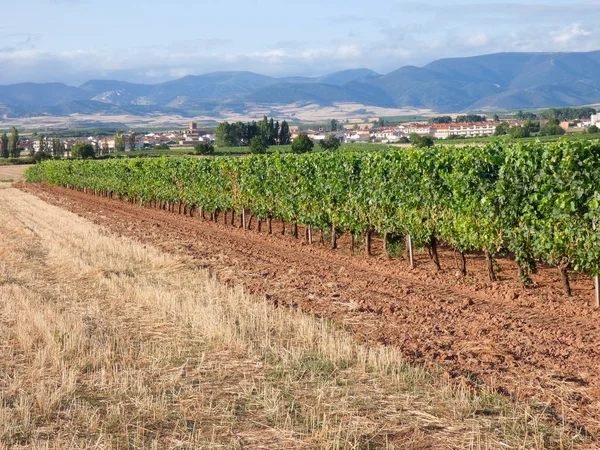 Vine Velden Voor Het Oogsten Velden Vol Groene Bladeren Van — Stockfoto