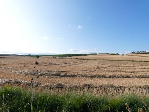 Campo Verano Recin Segado יIdo Cosecha Campo Zona Navarra Espaa — Stockfoto