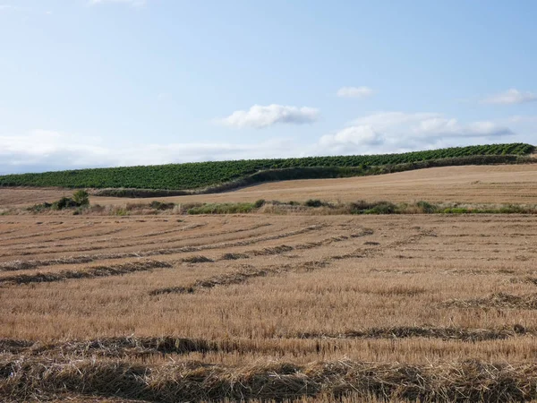 Campo Verano Recin Segado יIdo Cosecha Campo Zona Navarra Espaa — Stockfoto